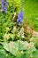 Flowering delphinium closeup in summer garden.