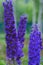 Flowering delphinium closeup in summer garden.