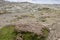 Flowering desert bush