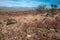 Flowering desert in the Chilean Atacama