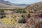 Flowering desert in the Chilean Atacama Desert