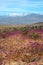 Flowering desert in the Chilean Atacama Desert