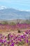 Flowering desert in the Chilean Atacama Desert