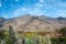 Flowering desert in the Chilean Atacama Desertama Desert