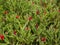 Flowering desert desierto florido in Spanish. It rarely rains in Atacama desert but it does a carpet made of millions of flowers