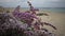 Flowering desert plant on the Red Sea, Marsa Alam