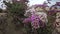 Flowering desert plant on the Red Sea, Marsa Alam