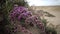 Flowering desert plant on the Red Sea, Marsa Alam