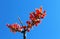 Flowering Desert tree, Ocotillo