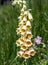 Flowering Digitalis lutea plants