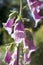 The Flowering Digitalis purpurea or common purple foxglove in garden