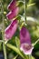 The Flowering Digitalis purpurea or common purple foxglove in garden