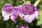 The Flowering Digitalis purpurea or common purple foxglove in garden