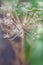 Flowering Dill. Fennel (Foeniculum vulgare)