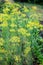 Flowering dill Fennel herbs
