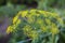 Flowering dill (Fennel) herbs