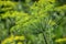 Flowering dill herbs plant in the garden Anethum graveolens. Close up of fennel flowers