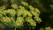 Flowering dill herbs plant in the garden Anethum graveolens. Close up of fennel flowers. Wind blowing