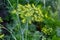 Flowering dill with umbel inflorescences on blurred background