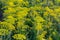 Flowering dill with umbel inflorescences on field at summer evening