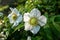 Flowering dog rose in the morning sunshine