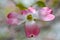 Flowering dogwood ( Cornus florida ) pink flowers.