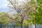 Flowering dogwood ( Cornus florida ) pink flowers.