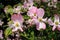 Flowering Dogwood - Cornus Florida Rubra Pink flowers