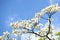 Flowering dogwood ( Cornus florida ) white flowers.