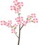 Flowering Dogwood Tree Branch