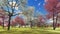 Flowering dogwood trees in orchard in spring time 3d rendering