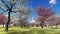 Flowering dogwood trees in orchard in spring time 3d rendering