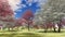 Flowering dogwood trees in orchard in spring time 3d rendering