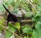 Flowering Dracunculus vulgaris is a species of aroid in the genus Dracunculus