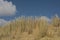 Flowering dune grass under a blue sky with fluffy clouds