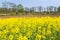 Flowering dutch rapeseed field with oak trees