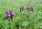 Flowering dwarf irises Iris pumila L. in the Caspian steppe. Kalmykia