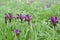 Flowering of dwarf irises Iris pumila L. in the Caspian steppe. Kalmykia