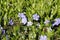 Flowering dwarf periwinkle Vinca minor plants with green foliage and blue flowers