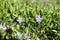 Flowering dwarf periwinkle Vinca minor plants with green foliage and blue flowers