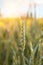 Flowering ear wheat growing and maturing on field