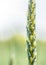 Flowering ear wheat growing and maturing on field