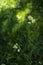 flowering ears of weeds. natural lawn in the bright sun