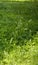 flowering ears of weeds. natural lawn in the bright sun