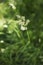 flowering ears of weeds. natural lawn in the bright sun