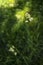 flowering ears of weeds. natural lawn in the bright sun