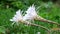 Flowering Easter Lily Cactus