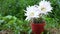 Flowering Easter Lily Cactus. Large white cactus flowers. Strong wind