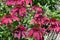 Flowering Echinacea purpurea hybrid names Double Scoop Raspberry
