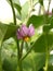 Flowering eggplant close-up